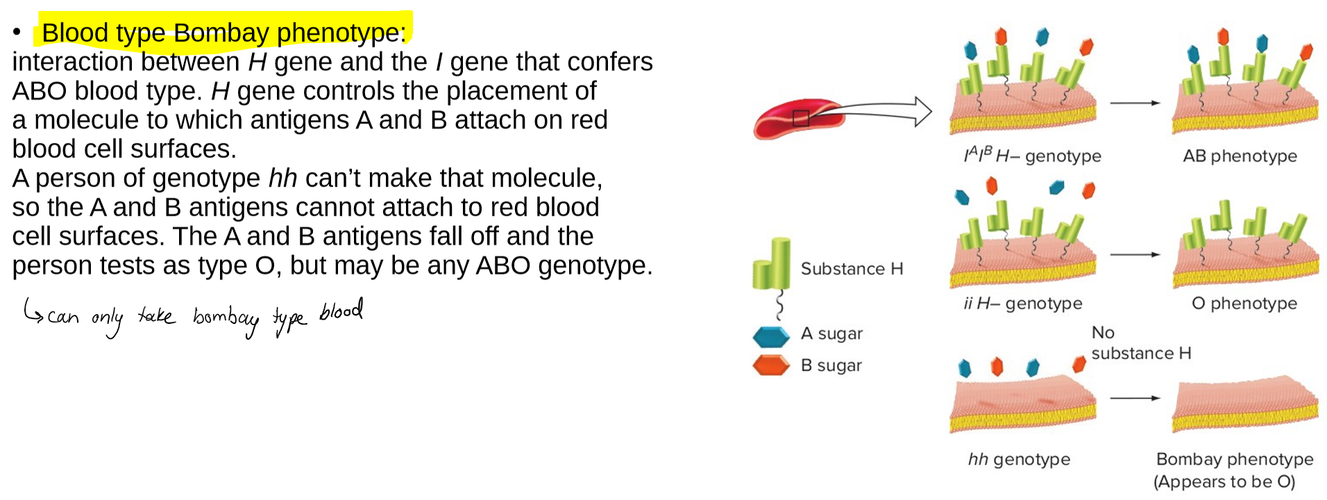 knowt flashcard image
