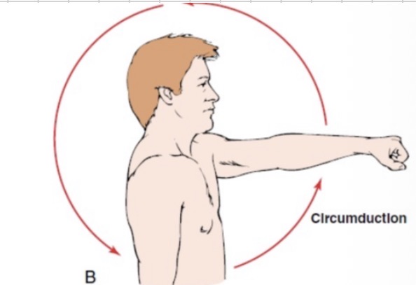 <p>Circumduction</p>