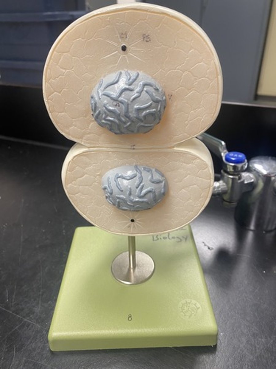 <p>Define mitosis stage</p>