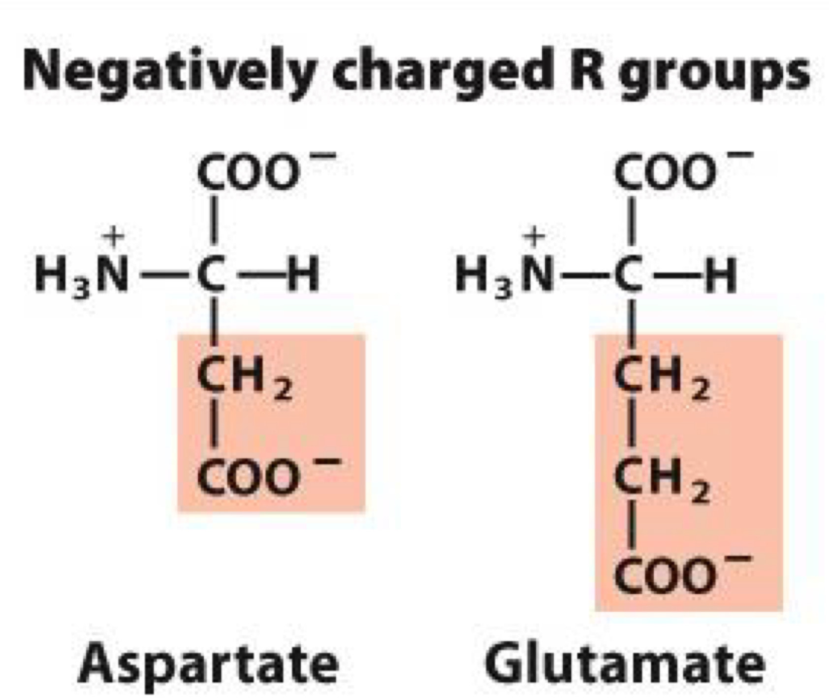 <p><span>Negative charge makes them hydrophilic</span></p><p><span>Aspartate, Glutamate</span></p>