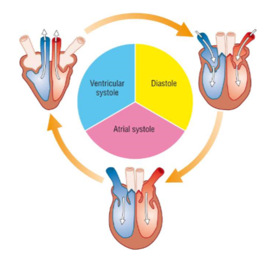 <p>what happens during diastole?</p>