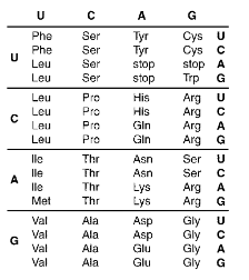 <p><span>What is the portion of the protein molecule coded for by the&nbsp; </span><strong><span>mRNA:</span></strong><span> CUCAAGUGCUUC ?</span></p>