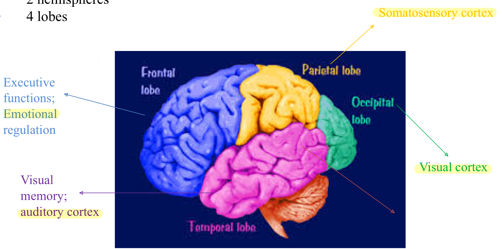<ul><li><p>forebrain - telencephalon</p></li></ul><ul><li><p>outermost layered structure of neural tissue of the brain</p></li><li><p>6 layers; 2 hemispheres; 4 lobes</p><ul><li><p>frontal lobe: executive functions; <u>emotional</u> regulation</p></li><li><p>parietal lobe: <u>somatosensory</u> cortex</p></li><li><p>occipital lobe: <u>visual</u> cortex</p></li><li><p>temporal lobe: visual memory; <u>auditory</u> cortex</p><p></p></li></ul></li></ul><p></p>