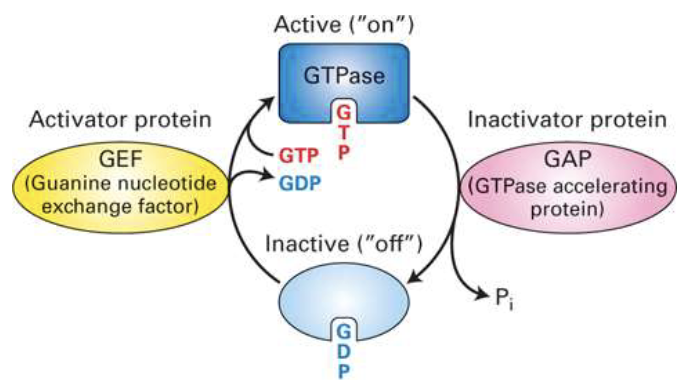 <ul><li><p>GTP-binding proteins act as <strong>molecular switches</strong> that toggle between active and inactive states.</p></li><li><p><strong>Activation</strong>: A <strong>GEF (Guanine nucleotide Exchange Factor)</strong> promotes exchange of GDP for GTP, turning the switch <strong>ON</strong>.</p></li><li><p><strong>Inactivation</strong>: <strong>GTP hydrolysis</strong> (via intrinsic GTPase activity) converts GTP to GDP, turning the switch <strong>OFF</strong>.</p></li><li><p><strong>Examples</strong>:</p><ul><li><p><strong>Trimeric G proteins</strong> (receptor-bound)</p></li><li><p><strong>Monomeric G proteins</strong> like <strong>Ras</strong> (not receptor-bound)</p></li></ul></li></ul><p></p>