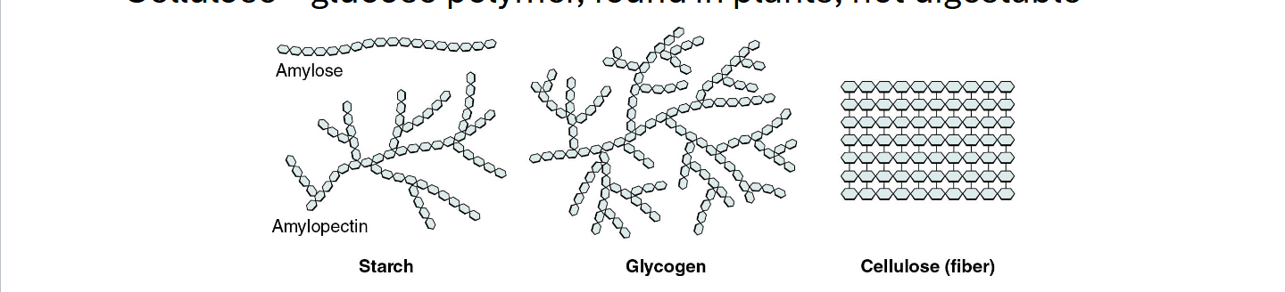 <p>Can be <strong>thounsands of monosaccharides</strong></p><p>Starches - Glucose polymers, found in plants, easy to digest</p><p>Glycogen  - Glucose polymers, found in animals, how we store glucose in our bodies</p><p>Cellulose- glucose polymer, found in plants, <strong>not digestable</strong></p>