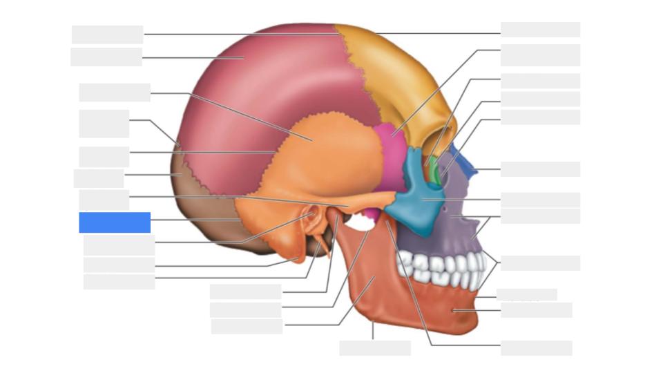 <p>Label the blue highlight</p>