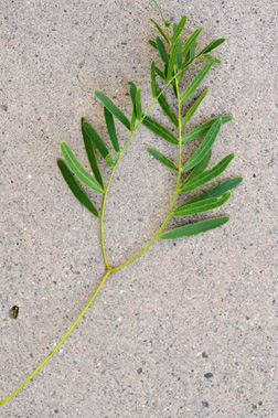 <p>Common Name</p>