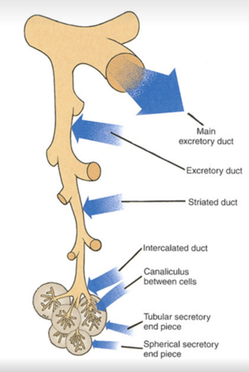 <p>striated</p><p>tuft</p><p>base</p>