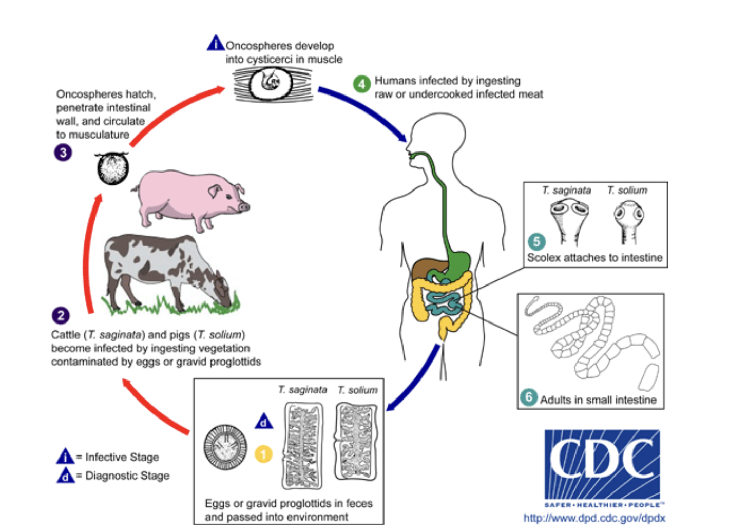 <p>1.Humans ingest raw or undercooked infected meat</p><p>2.Scolex attach to intestine</p><p>3.Worm grows inside the intestine of the human</p><p>4.Eggs from the adult pass through the human into feces</p><p>5.Eggs are released into the environment</p><p>6.Cows and Pigs can ingest the eggs while grazing</p><p>7.Oncospheres hatch and go into the muscle of the animal</p><p>8.The oncospheres develop into cysticerci</p>