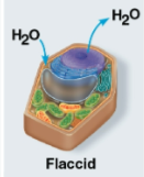 <p>Flaccid</p>