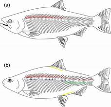 <p>attach to the upper surface of neural spines and play a role in the musculoskeletal system of teleostean fishes.</p>