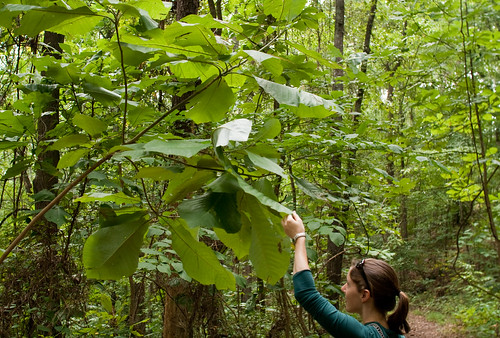 (Magnolia macrophylla)