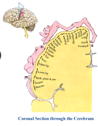 <p>-regions of the body innervated by specific parts of the sensory cortex </p><p>-pain from viscera is perceived as referred pain</p><p>-pain felt in dermatomes where the visceral sensory neurons are located</p>