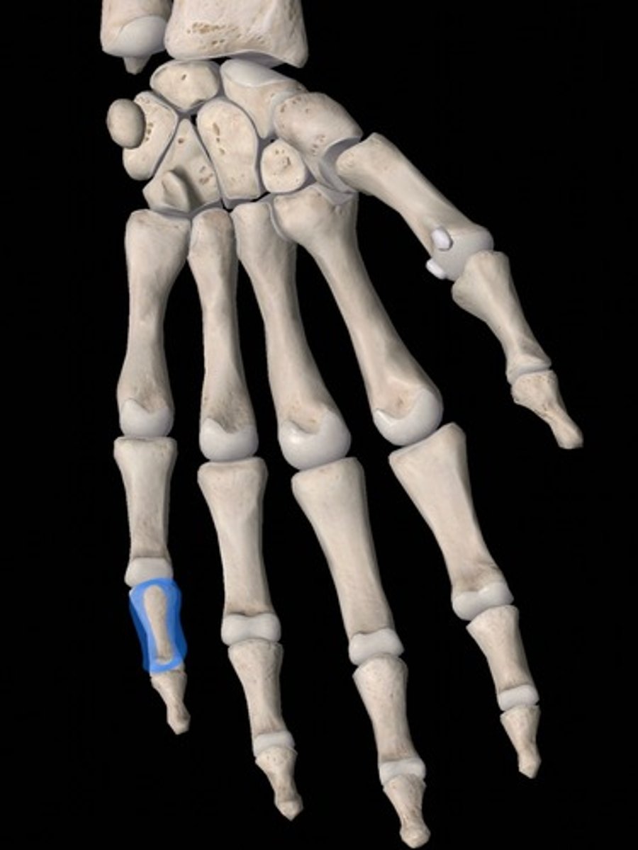 <p>bone</p>