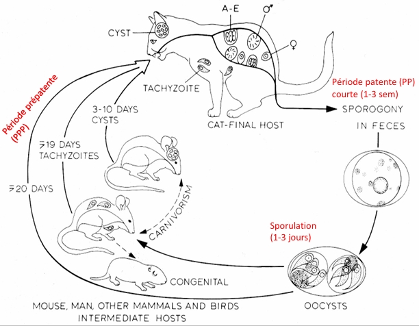 <p>Toxoplasma gondii</p><p>agent de zoonose majeur!</p><p>grd séroprévalence!</p><p>rôle centrale du chat : svt asymptomatique ou subclinique (uvéites)</p><p>chien: peut aussi être asymptomatique! mais ne va pas excréter les oocystes comme le chat!µ</p><p>clinique: </p><ul><li><p>chien: signes respi (toux), neuro, immunodépression, etc</p></li><li><p>chat: formes intestinales, uvéites</p></li></ul><p>diagnostique</p><ul><li><p>recherche d’oocystes (CT) dans MF, PCR!</p></li><li><p>sérologie (CT et CN): présence d’Ac= infection, IgM élevées mais pas maladie!</p></li></ul><p>besoin de combiner les diag! + exclure les autres hypothèses diag (+ épreuve thérapeutique si besoin)</p>