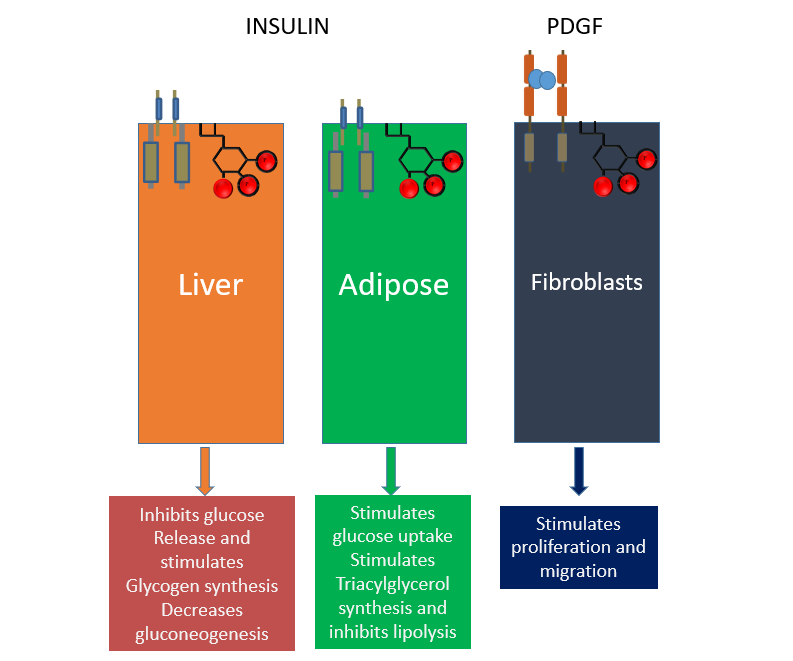<ul><li><p>receptor coupled PIP3 signalling can drive differential responses in different cell types </p></li></ul><p>LIVER</p><ul><li><p> it inhibits glucose release and stimulates glycogen synthesis, decreasing gluconeogenesis </p></li></ul><p>ADIPOSE</p><ul><li><p>it inhibits lipolysis </p></li></ul><p>FIBROBLASTS </p><ul><li><p>it drives proliferation</p></li></ul><p></p>