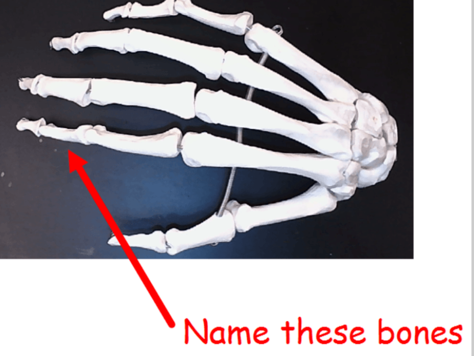 <p>name these bones</p>