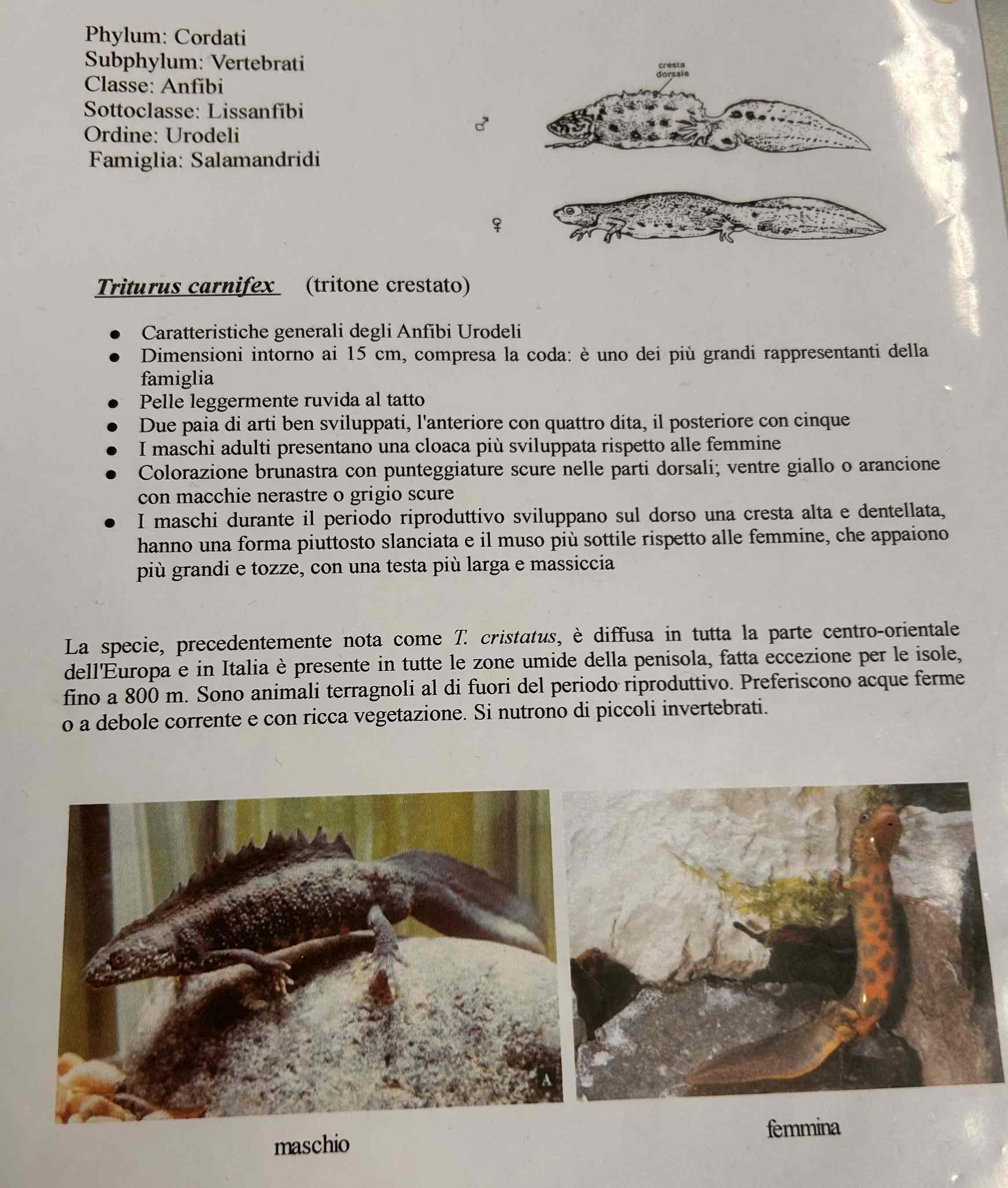 <p>Cordati</p><p style="text-align: start">Vertebrati</p><p style="text-align: start">Gnatostomi</p><p style="text-align: start">Tetrapodi</p><p style="text-align: start">Anfibi</p><p style="text-align: start">Urodeli</p><p style="text-align: start">Triturus carnifex (tritone crestato)</p>