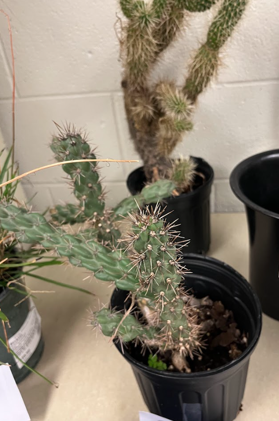 <ul><li><p>grows in cylindrical growth</p></li><li><p>spines hurt and burn</p></li><li><p>small fruits </p><ul><li><p>elongated raspberries</p></li><li><p>edible</p></li></ul></li></ul><p></p>