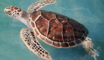 <ul><li><p>only turtles whose front limbs are stronger than back limbs</p></li><li><p>large turtles</p></li><li><p>oval or heat shaped carapace </p></li><li><p>limbs modified into flippers</p></li></ul>