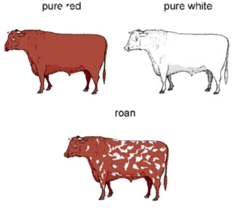 <p><span>Codominant traits are those that have a different pattern for the heterozygote</span></p>