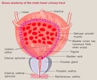 <p><strong>Q:</strong> What is the trigone in the urinary bladder?</p>