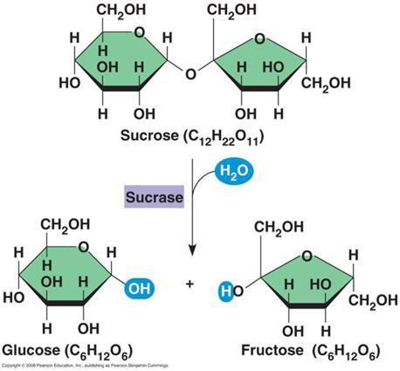 <p>water molecule is added and broken down into a hydroxyl and a hydrogen</p><p>- separates macromolecules into smaller molecules (monomers)</p><p>- digestion</p><p>- cell respiration</p>
