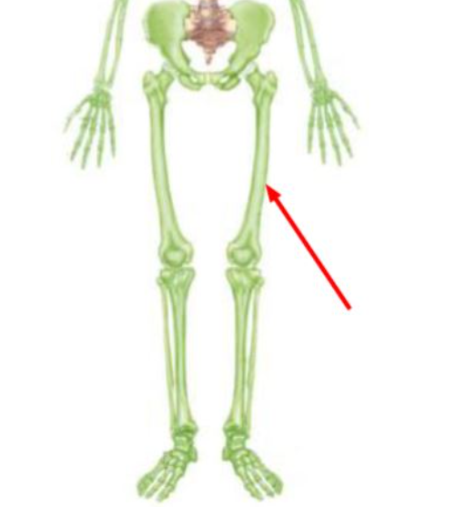 Name the bone indicated on the figure.