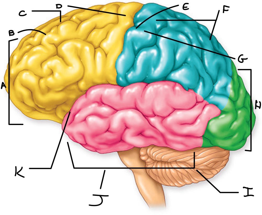 <p>Label the approrpiate locations </p>