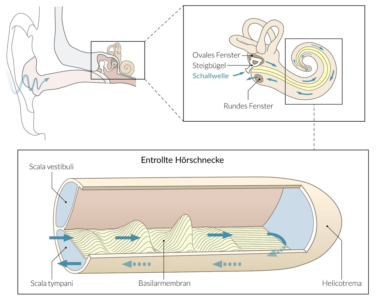 <p>D. Different stiffness of various regions of the basilar membrane</p>