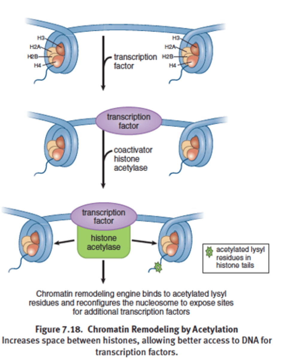 <p>Coactivator acetylate lysine residues found in the amino terminal tail regions of histone proteins</p><p>Acetylation (CH3CH) of histone proteins</p><p>decreases the positive charge on lysine residues and weakens the interaction of</p><p>the histone with DNA, resulting in an open chromatin conformation that allows</p><p>for easier access of the transcriptional machinery to the DNA.</p>