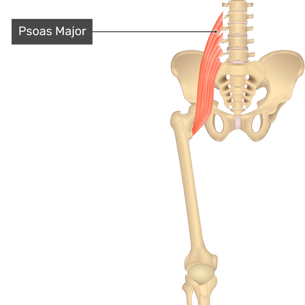 <p>Hip/Thigh Muscle Location:</p>