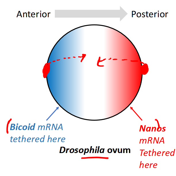 <p>-bicoid and nanos mRNA are tetherd to the anterior and posterior ends of the unfertilized egg</p><p>-upon fertilization, the proteins are expressed and form a gradient</p><p>-bicoid and nanos encode transcription factors that regulate expression of the next set of genes</p><p>-maternally expressed</p><p>-function: determine the major body axis</p>