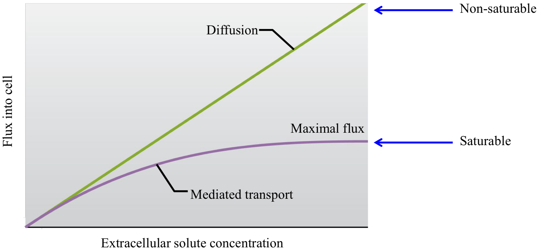 <ul><li><p>simple: unsaturable; doesn’t involve proteins or binding sites</p><ul><li><p>increasing substance’s concentration will continuously increase its movement across membrane</p></li></ul></li><li><p>mediated: saturable; depends on transport proteins with limited binding sites</p><ul><li><p>as concentration increases, more sites are occupied until maximum rate is met <span data-name="arrow_right" data-type="emoji">➡</span> transport rate plateaus _ doesn’t increase further</p></li></ul></li></ul><p></p>