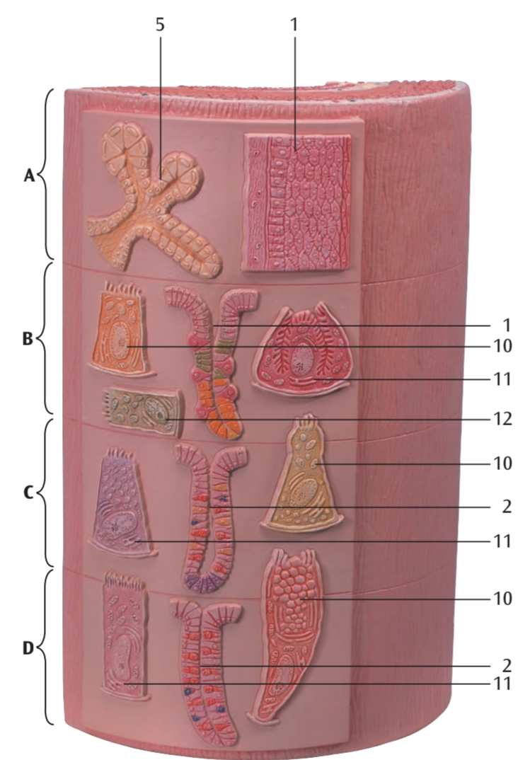 <p>C2</p>