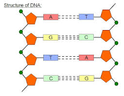 <p>pentagon is deoxyribose, circle is phosphate. (covalent bond is outside, hydrogen bond is inside)</p>