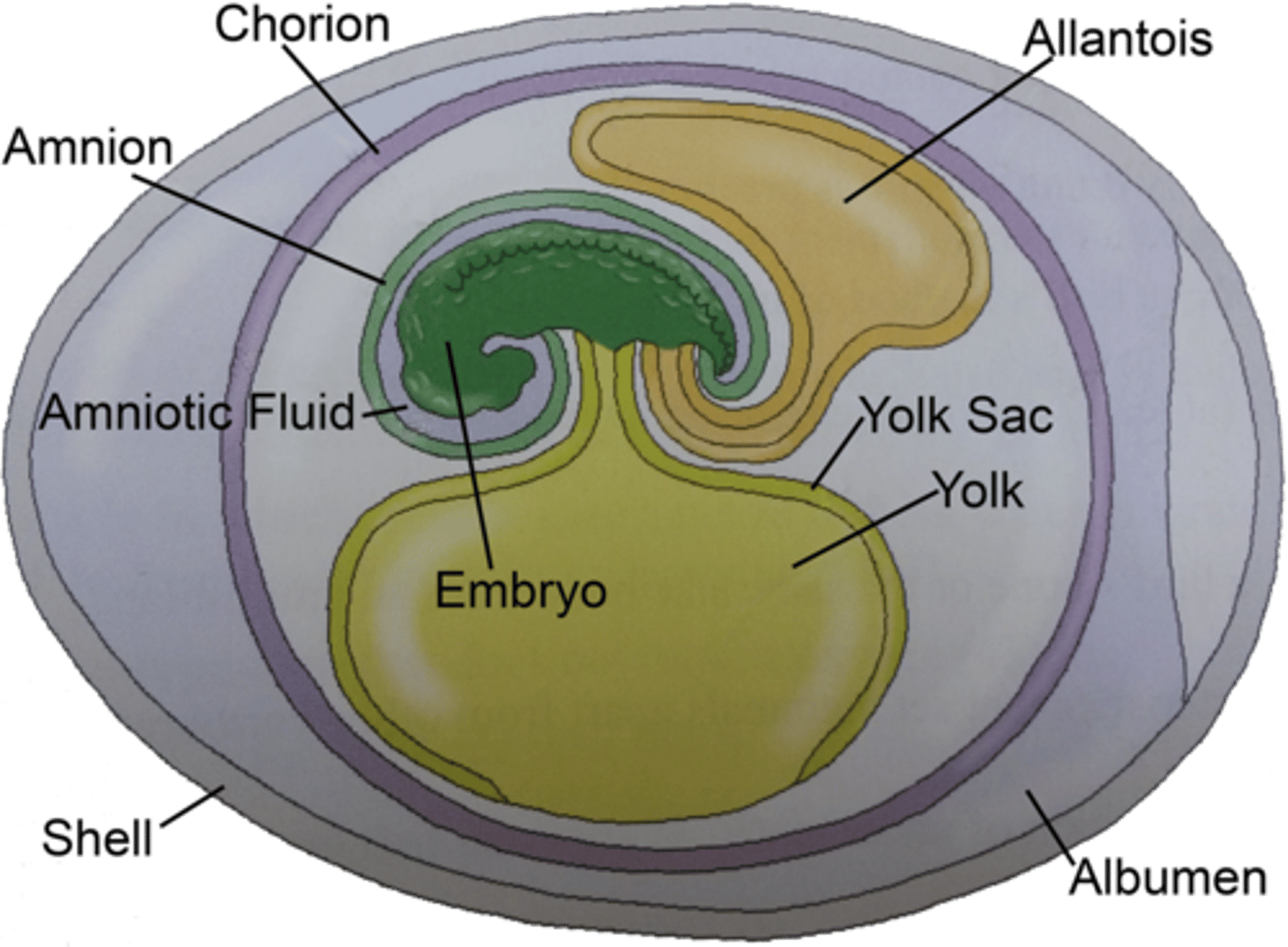 <p>embryo enclosed in a membrane that allows oxygen to enter but retains water, allows for animals to reproduce on land.</p>