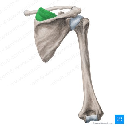 this muscle’s name is ___
