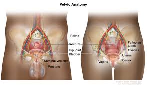 <p><span><span>the lower part of the trunk, between the abdomen and thighs, contains reproductive structures</span></span></p>