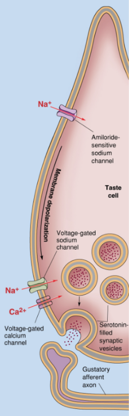 <p><span style="color: green;"><strong>What taste transduction is shown in the figure?</strong></span></p>