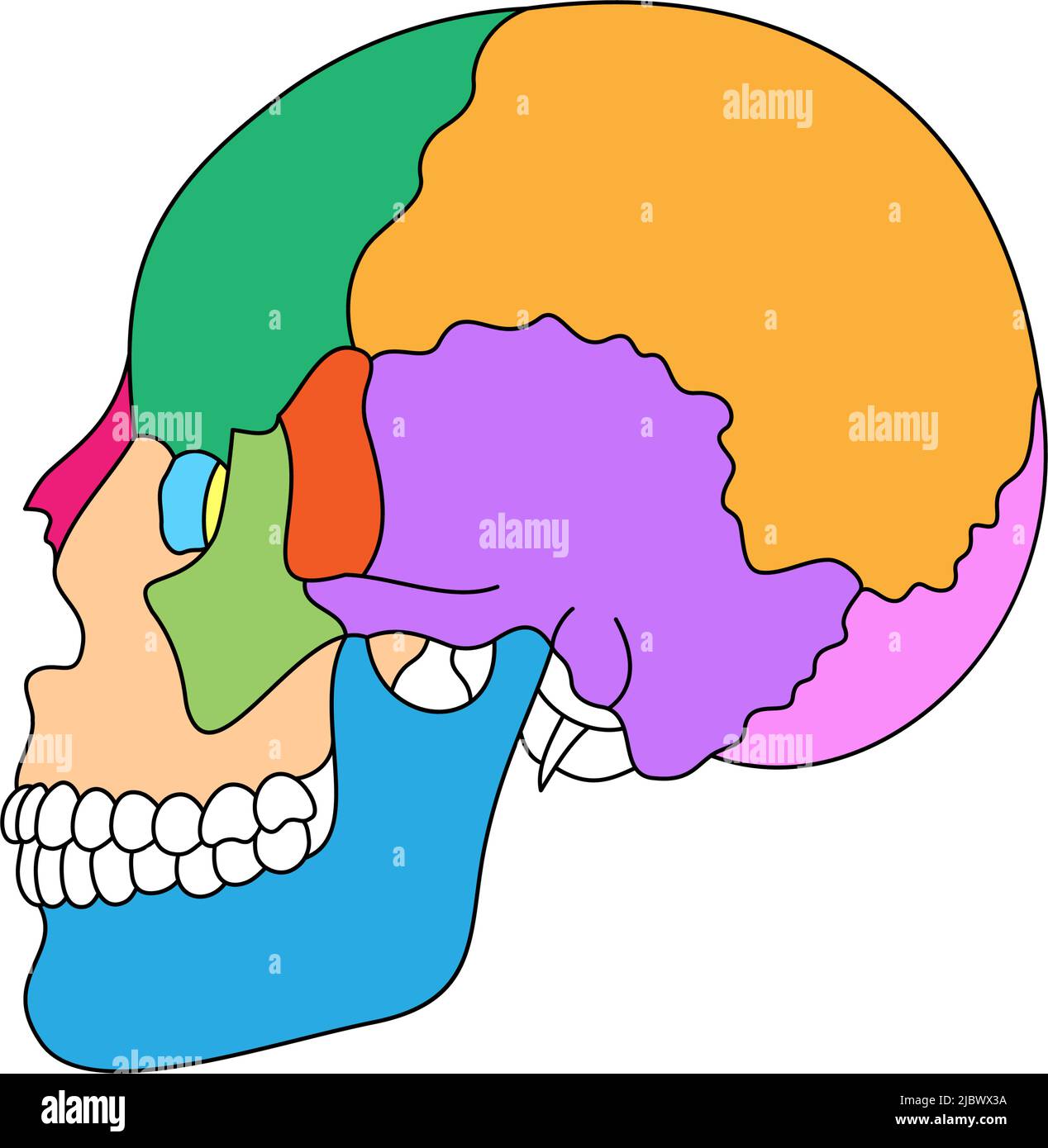 <p>What is the orange structure called?</p>