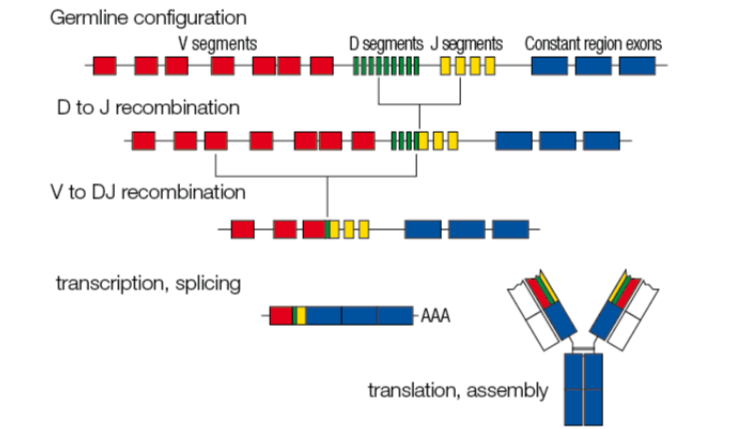 <ul><li><p>D and J segments are recombined, then V segment is recombined to DJ segment</p></li><li><p>after transcription, splicing, translation, and assembly, a new antibody is made with a unique variable region</p></li></ul><p></p>