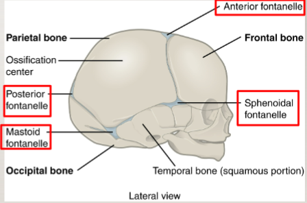 <p>connective tissue between skull plates in infants </p><p>allows the skull to compress during birth</p><p>after birth they become sutures by ossification </p>