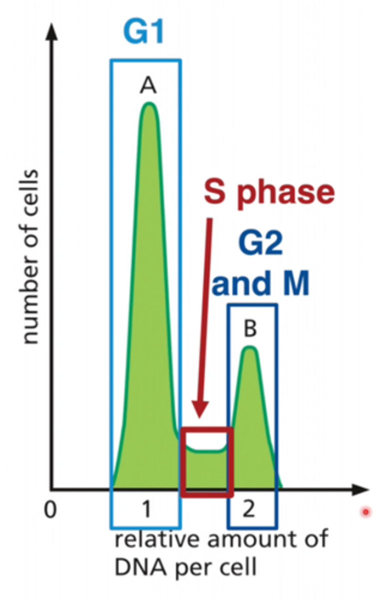<p>looking at number of cells expressing markers</p><p>ex: separate T cell populations using CD4/CD8 markers</p><p>method:</p><p>1. cells are stained with antibodies linked to fluorescent tag</p><p>2. cells passed through beam of light one at a time</p><p>3. light scattering and light emission is measured</p><p>4. fluorescence-activated cell sorting (FACS)- sort cells based on expression of markers</p><p>LOOK AT GRAPH</p>