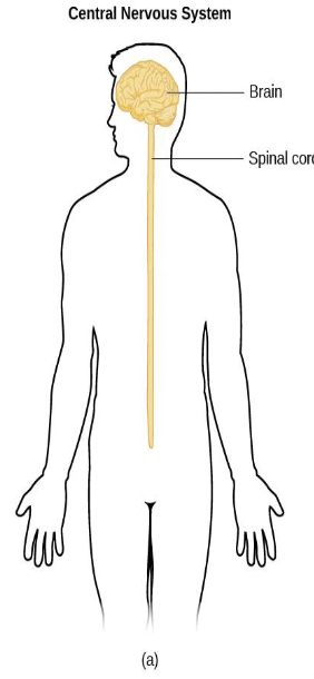 <p>Central Nervous System (CNS):</p>