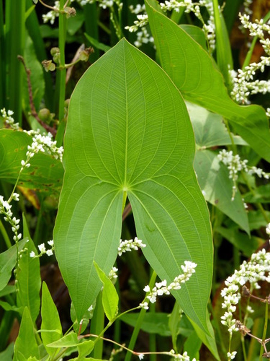 <p>Sagittaria</p>