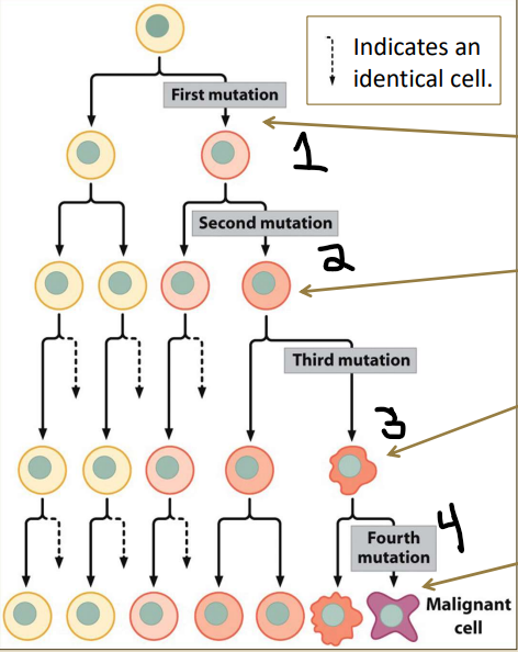 Most tumors arise from somatic mutations that accumulate in a person's life span 
1) 1st mutation cell predisposed to proliferate faster 
2) 2nd mutation causes cell to divide rapidly 
3) 3rd mutation cell undergoes structural changes 
4) 4th mutation causes cell to divide uncontrollably and invade other tissue 
- Rate of clonal evolution depends on the frequency where new mutations arise 