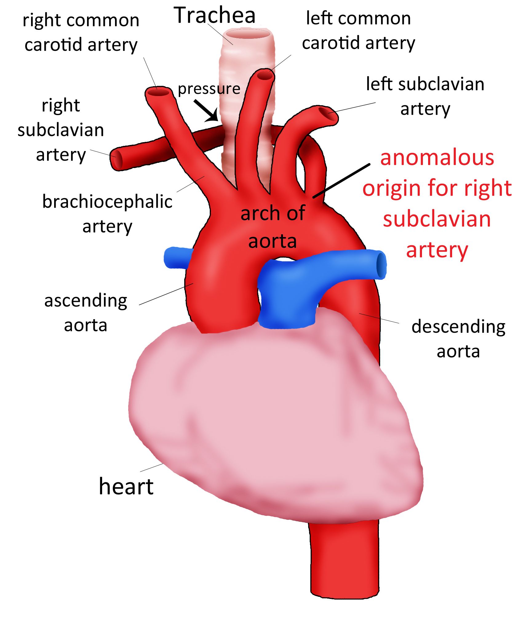 <p>arteries</p>