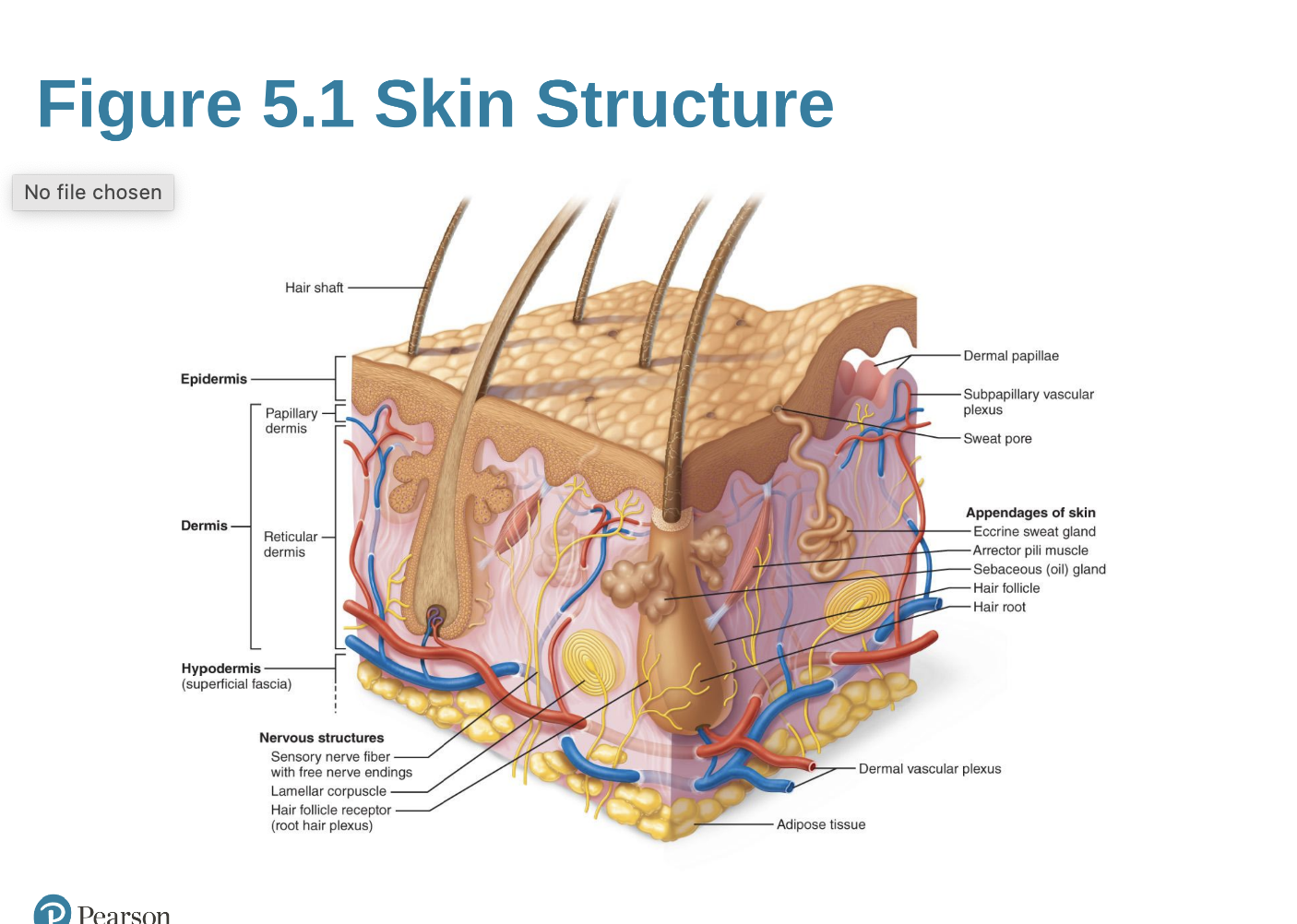 <p>ID Structure</p>
