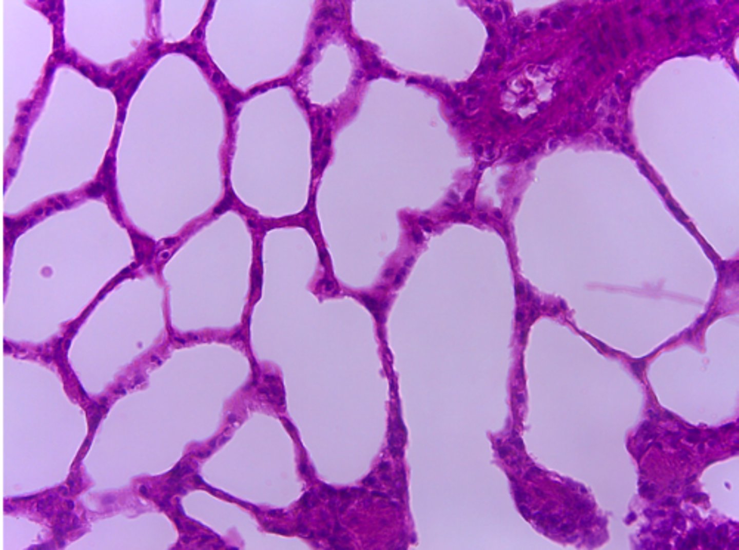 <p>What type of tissue is presented on the slide?</p>